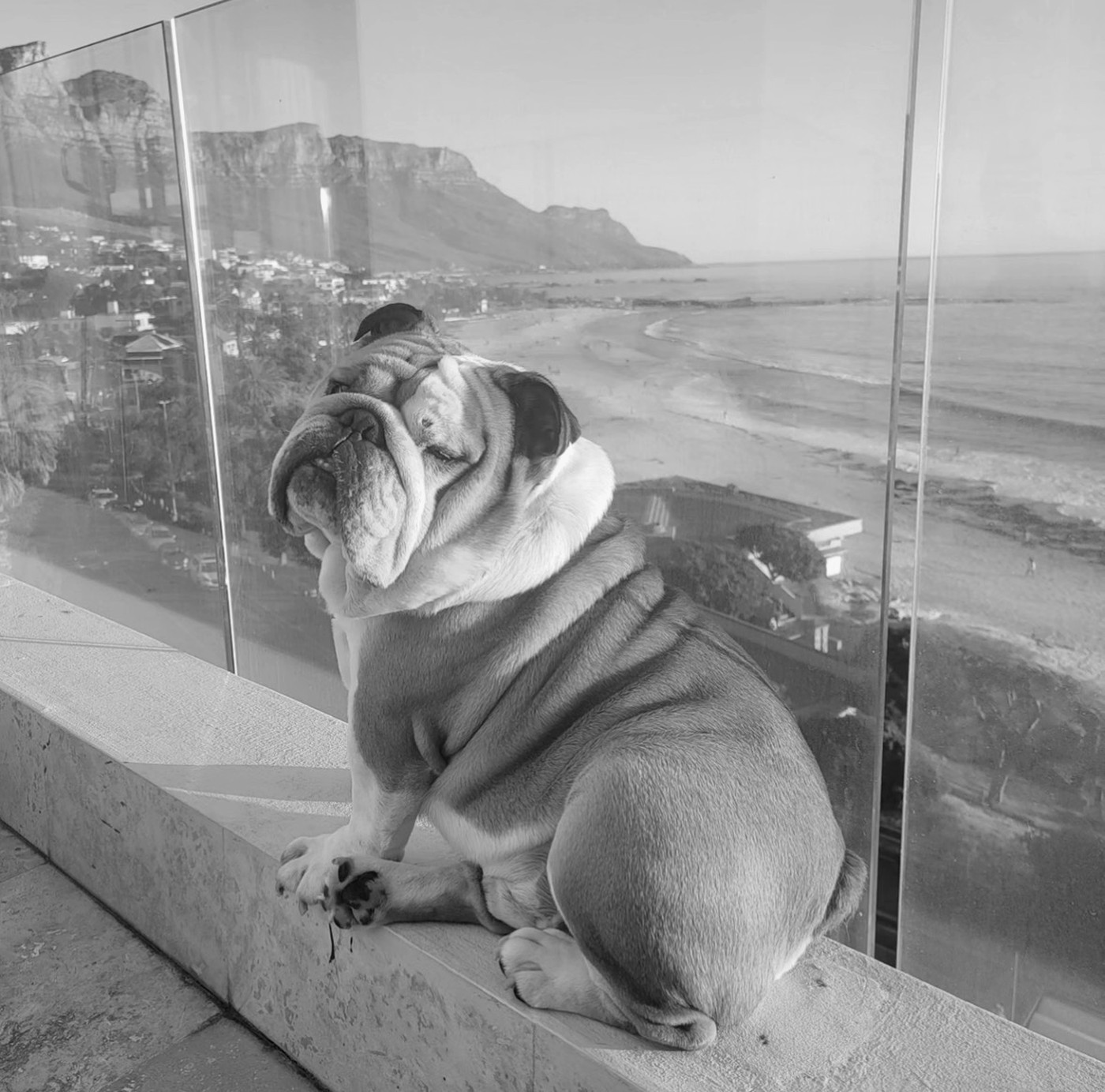 Henry, a rescued English Bulldog and the reason Pawse.ai began.